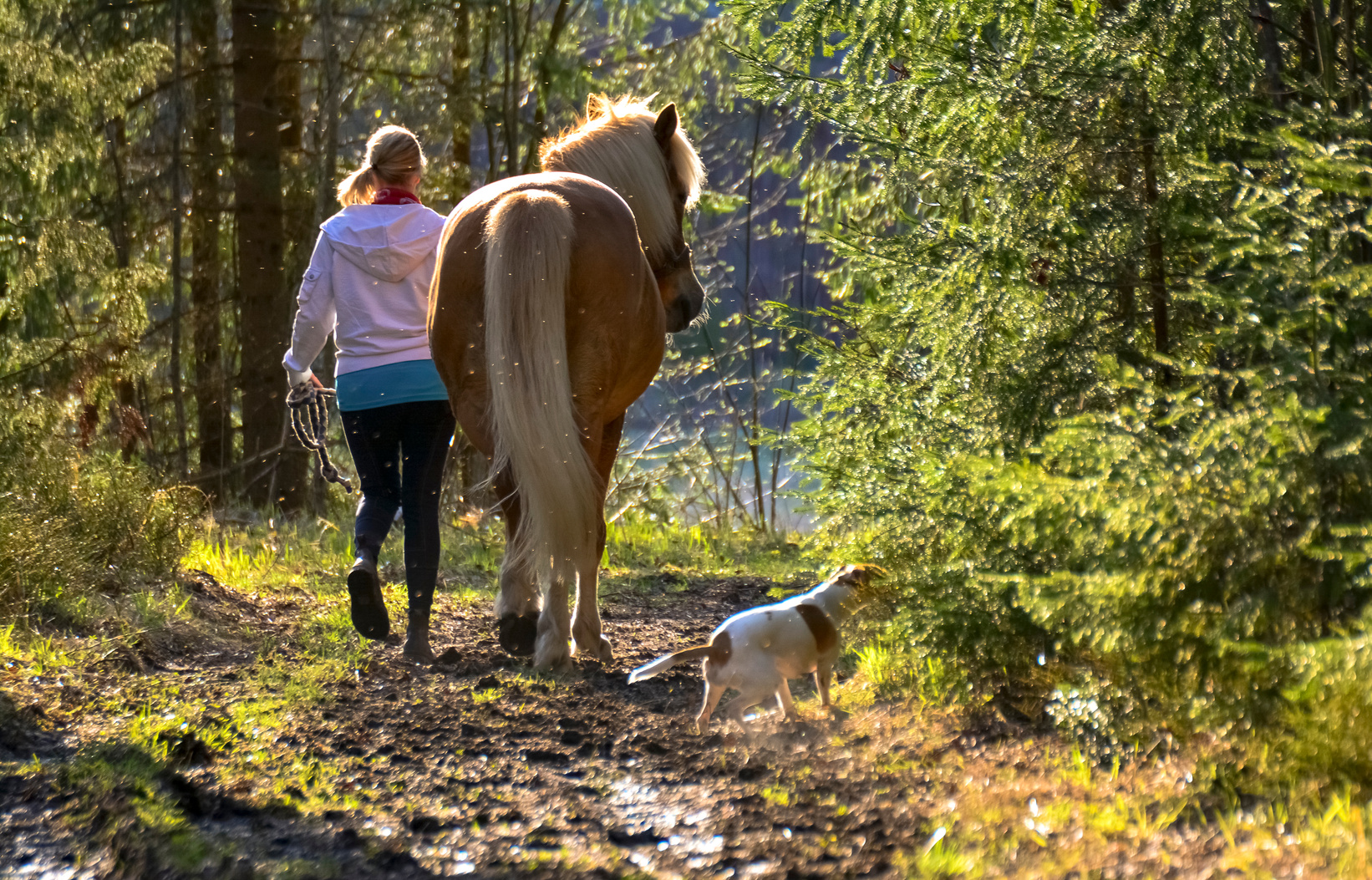 Woman walking with horse and dog